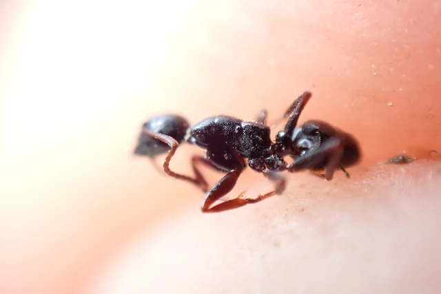 Camponotus atricolor - nyerges lóhangya