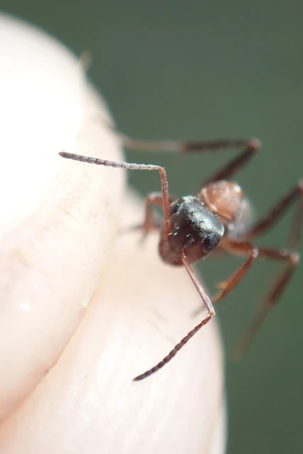 Formica rufibarbis - vörös rabszolgahangya