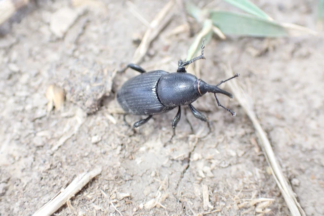 Sphenophorus