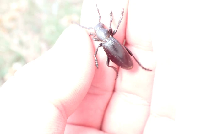 Dorcadion