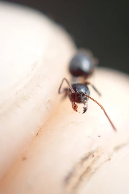 Lasius niger - közönséges feketehangya