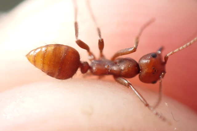 Polyergus rufescens - amazonhangya