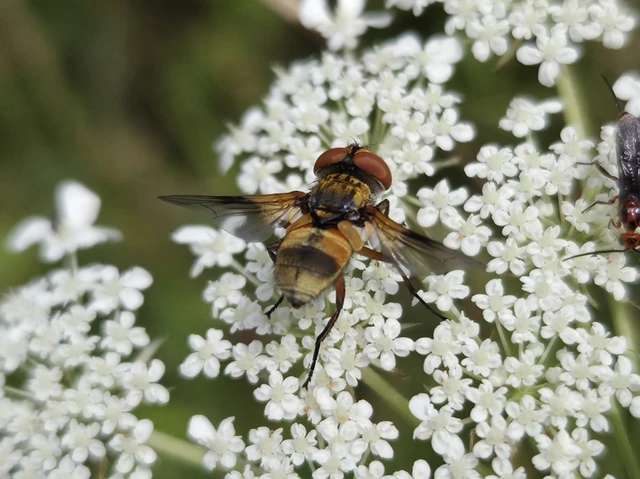 Diptera - Kétszárnyúak Diptera - Kétszárnyúak