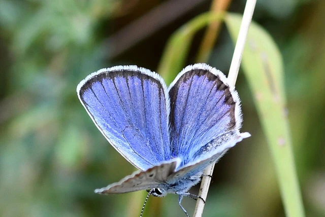 Plebejus argyrognomon - tintakék boglárka
