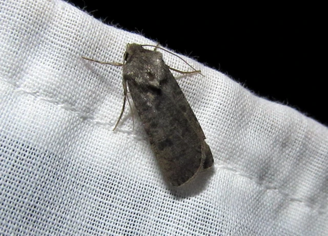 Agrotis segetum - vetési földibagoly