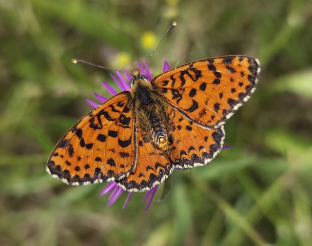 Melitaea didyma - tüzes tarkalepke