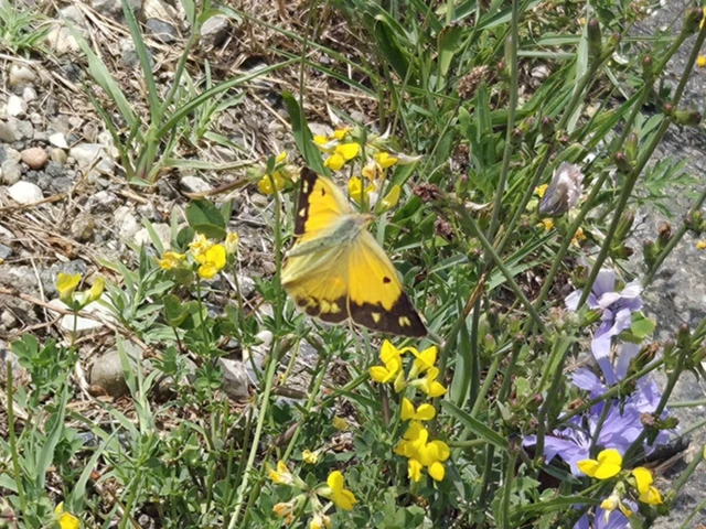 Colias croceus - sáfránylepke