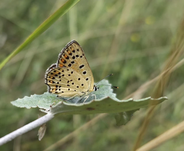 Lycaena tityrus - barna tűzlepke
