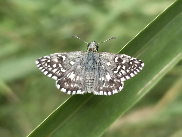 Pyrgus malvae - kis busalepke