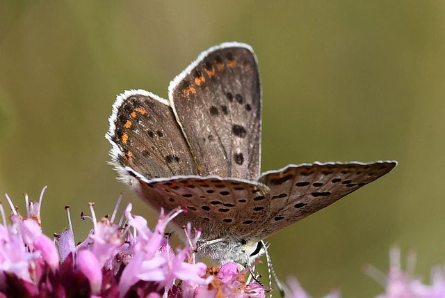 Lycaena tityrus - barna tűzlepke
