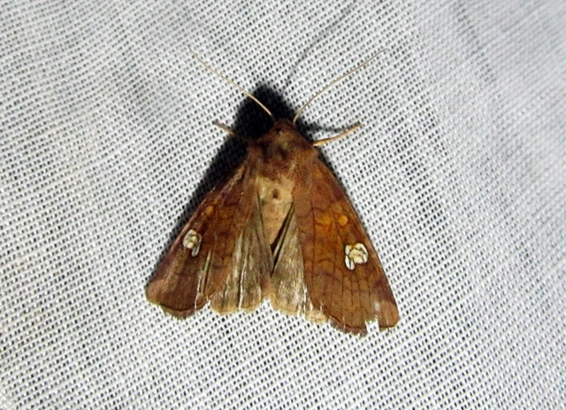 Amphipoea oculea - nagyfoltú lápibagoly