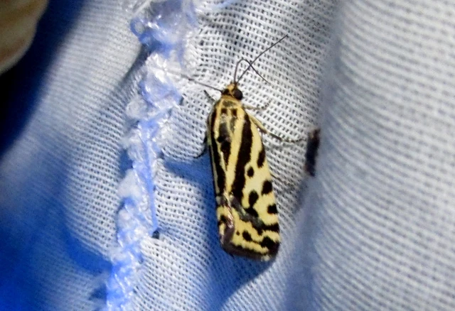 Emmelia trabealis - zebrabagoly