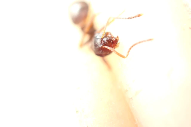 Lasius niger - közönséges feketehangya
