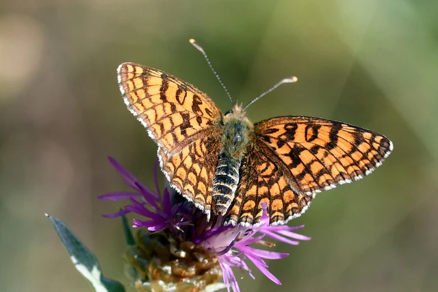 Melitaea phoebe - nagy tarkalepke