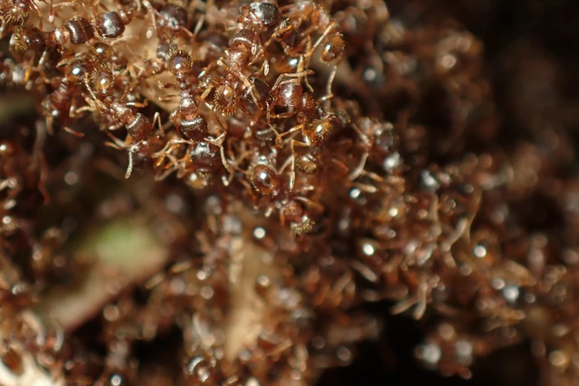 Tetramorium