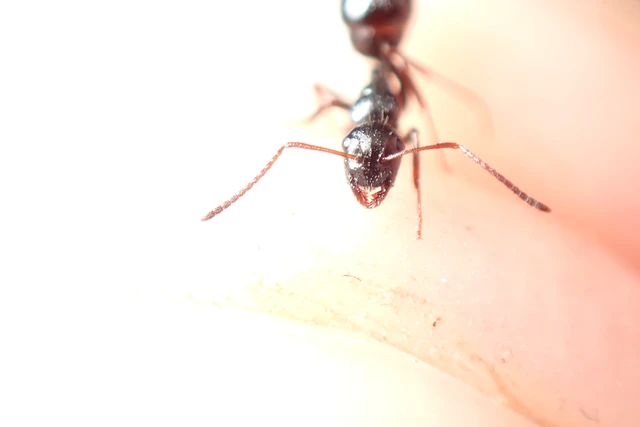 Camponotus atricolor - nyerges lóhangya