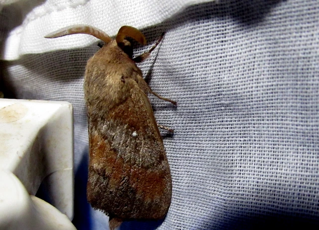 Dendrolimus pini - fenyőpohók