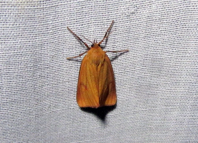 Diacrisia sannio - vörösszélű medvelepke