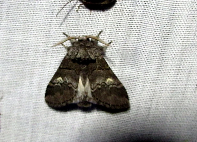 Drymonia querna - tölgyfa-púposszövő
