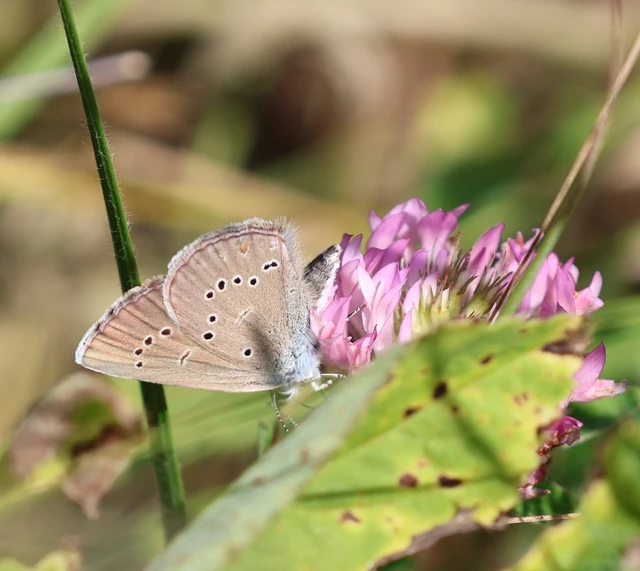 Cyaniris semiargus - aprószemes boglárka