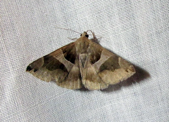 Dysgonia algira - déli porcelánbagoly