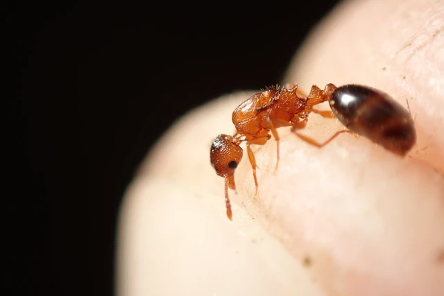 Temnothorax clypeatus - rozsdás kéreghangya