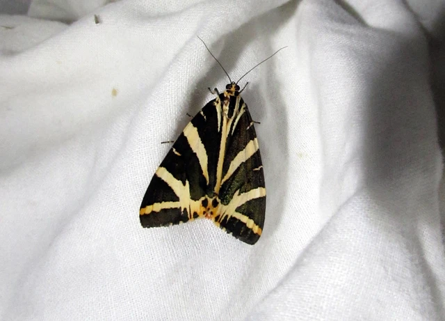 Euplagia quadripunctaria - csíkos medvelepke