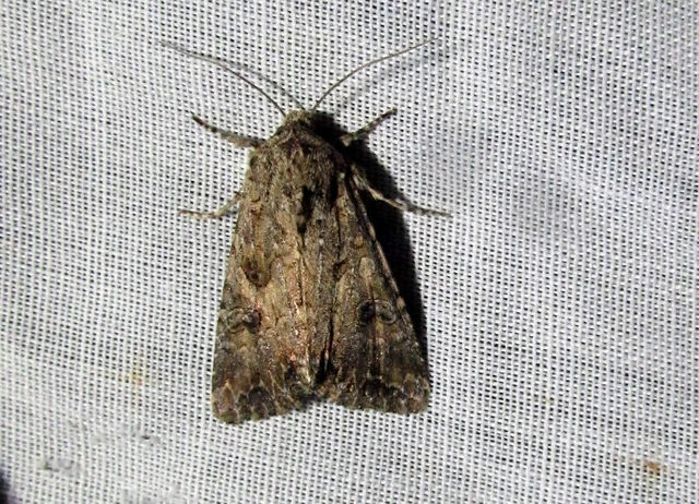 Hadula trifolii - lóherebagoly