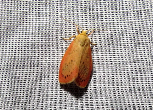 Miltochrista miniata - piros medvelepke