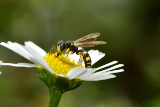 Hymenoptera - Hártyásszárnyúak