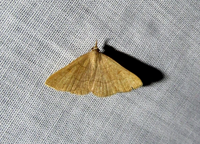 Paracolax tristalis - sárgás karcsúbagoly