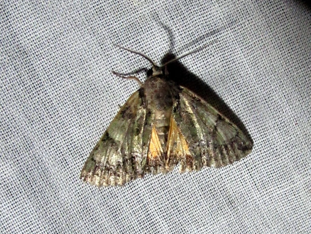Polyphaenis sericata - selyemfényű erdeibagoly