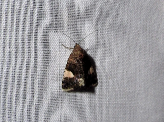 Tyta luctuosa - fekete nappalibagoly