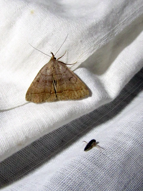 Zanclognatha lunalis - pelyheslábú karcsúbagoly