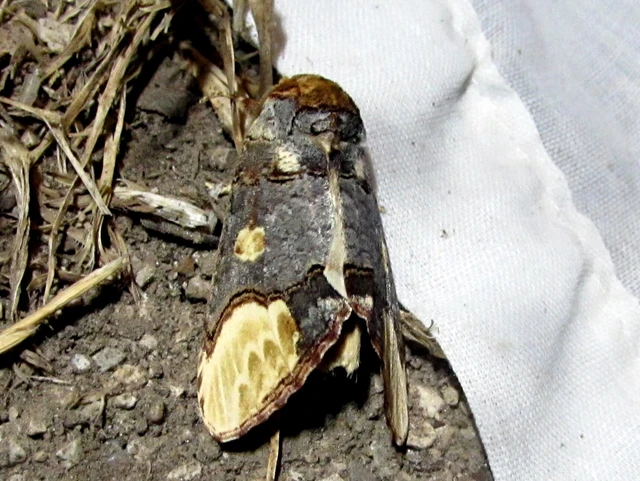 Phalera bucephaloides - magyar púposszövő