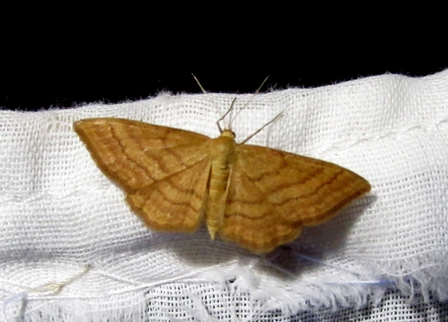 Idaea ochrata - okkerszínű sávosaraszoló