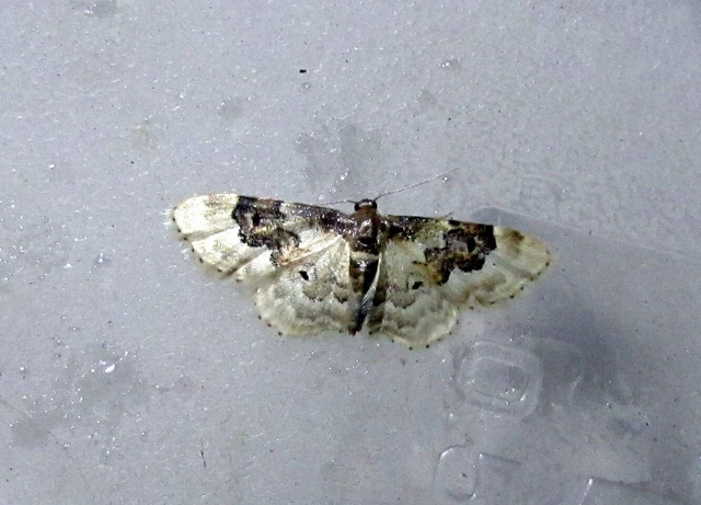Idaea rusticata - tarka apróaraszoló