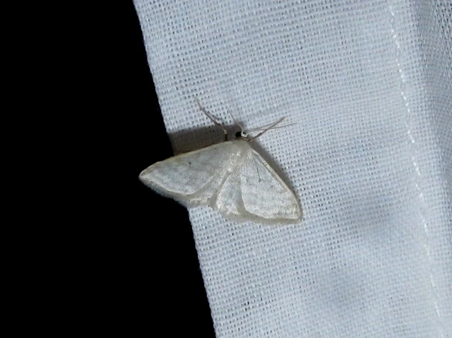 Idaea subsericeata - ötvonalas apróaraszoló