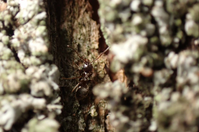 Lasius niger - közönséges feketehangya