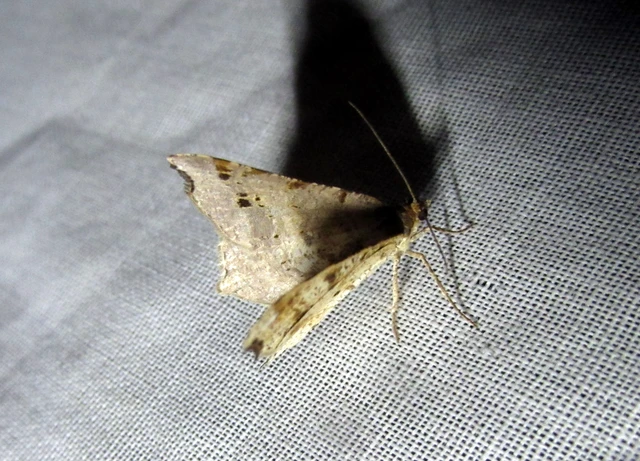 Macaria alternata - közönséges szürkearaszoló
