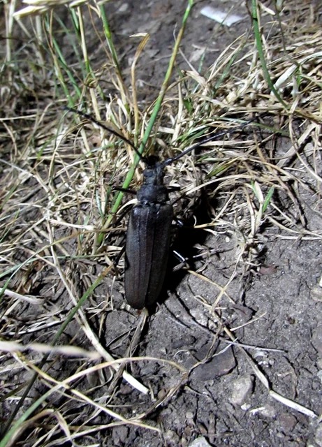 Aegosoma scabricorne - diófacincér Aegosoma scabricorne - diófacincér