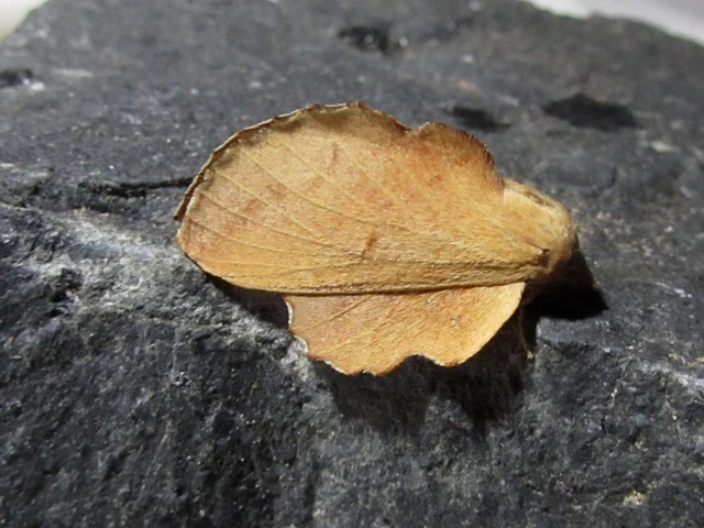 Phyllodesma tremulifolia - nyárlevélpohók