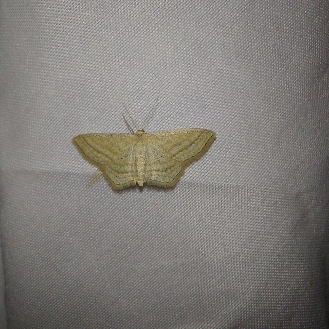 Scopula virgulata - vesszős sávosaraszoló