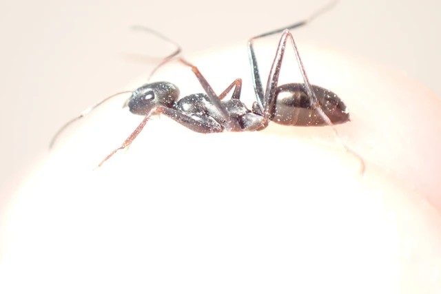 Cataglyphis aenescens - fekete fürgehangya