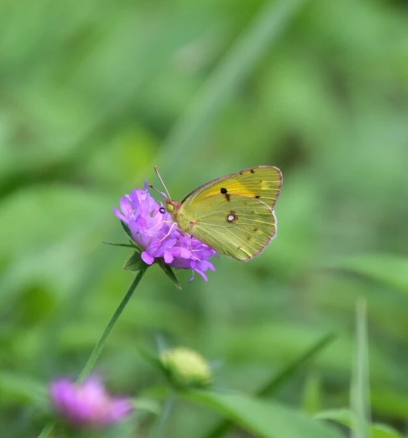 Colias croceus - sáfránylepke