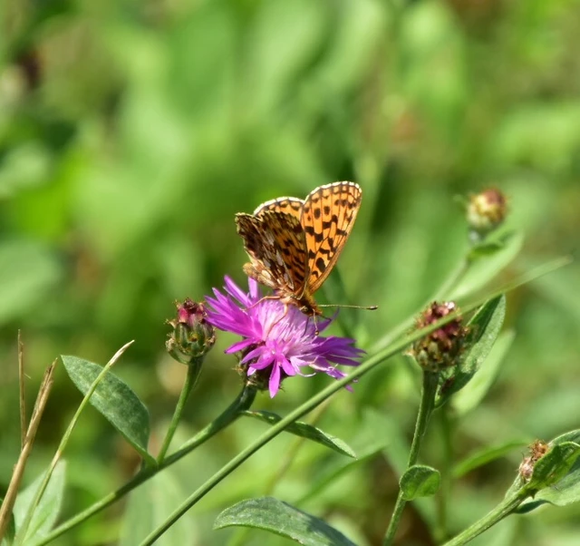 Boloria dia - kis gyöngyházlepke