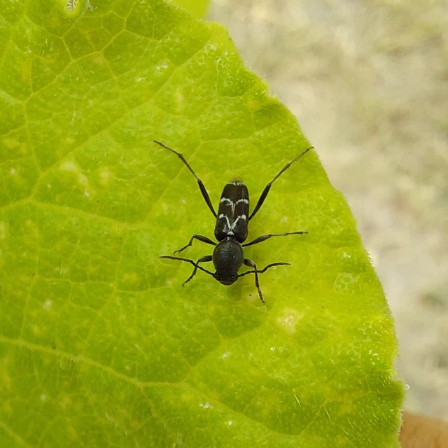 Chlorophorus sartor - feketevállú darázscincér