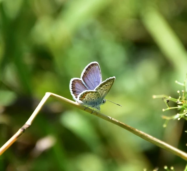 Plebejus argus - ezüstös boglárka