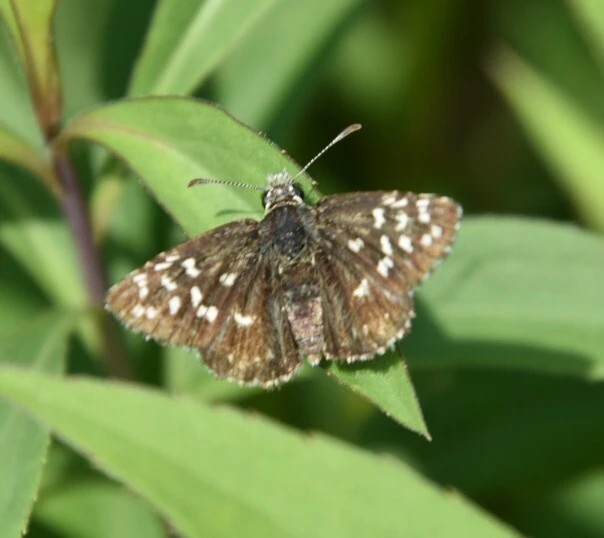 Pyrgus malvae - kis busalepke