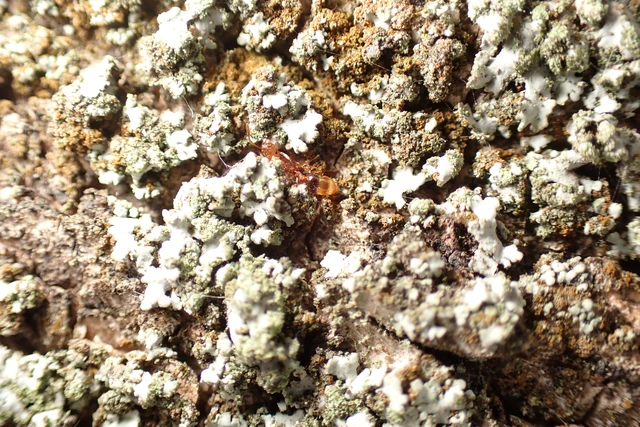 Temnothorax clypeatus - rozsdás kéreghangya